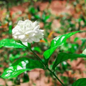 Naturally Jasmine Flowers